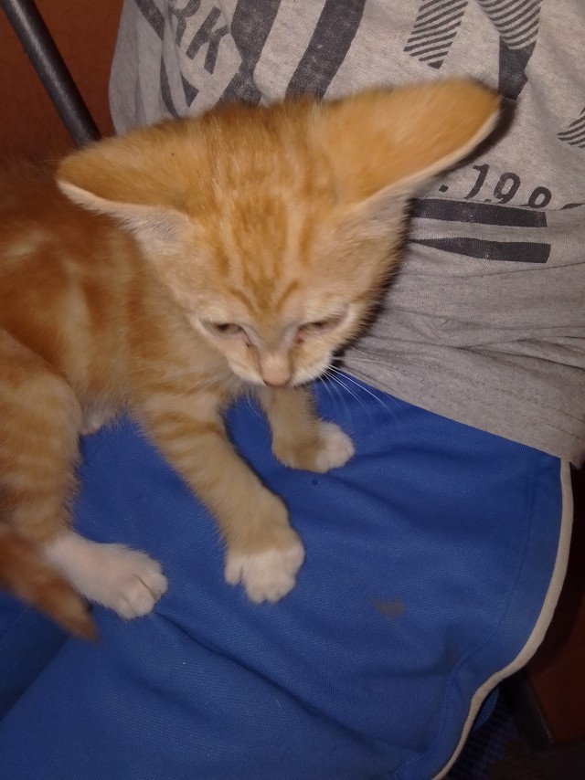 Принимайте в ряды которабов