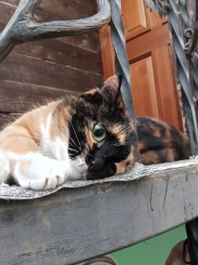 Котовторник. Где коты? Мой вот!