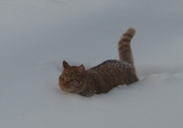 Бордер-колли