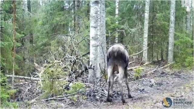 У лося обед