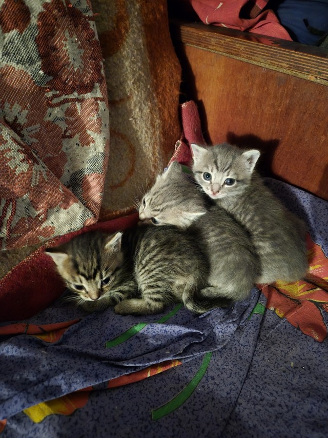Дурацких фото котов тред — 4