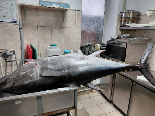 О тунцах и людях