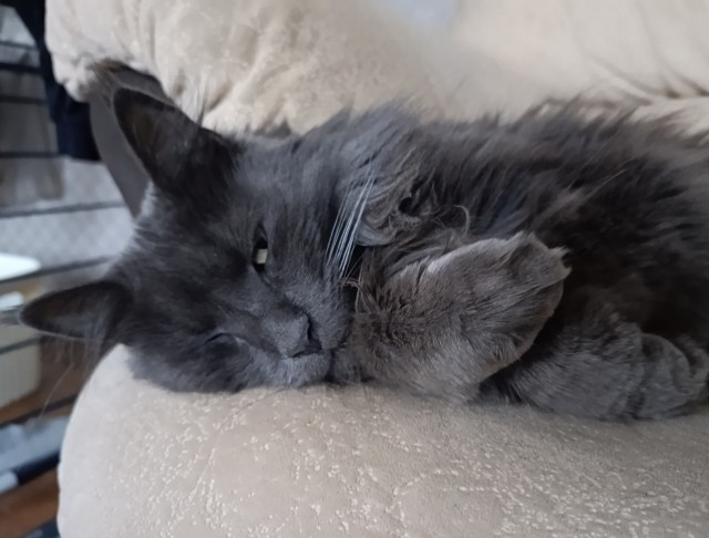 С котовторником))