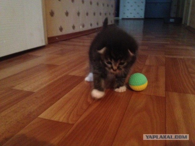 Котовторник 03.09.2013