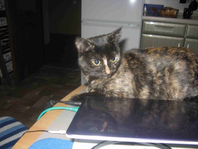 Невыразительные коты