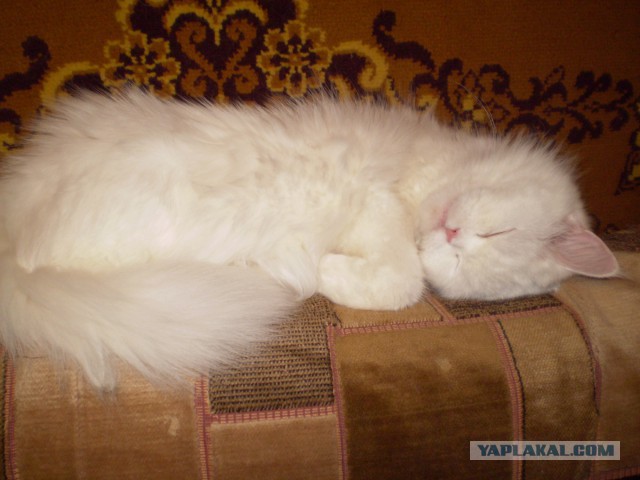 Котовторник 22.10.2013