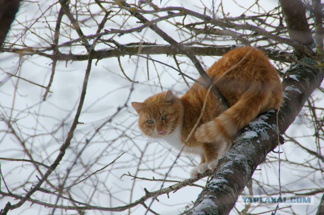Котовторник 12.11.2013