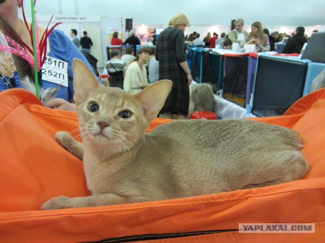 Котовторник  10.12.2013