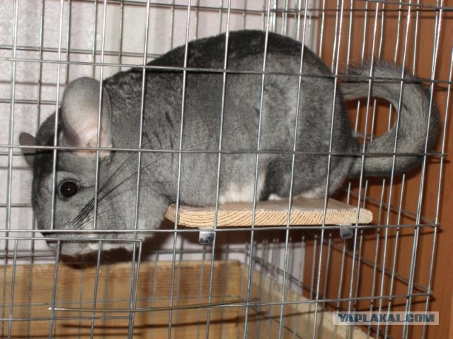 Почему президентом России должна быть ШИНШИЛЛА?