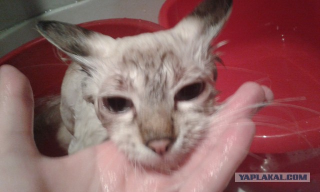 Котовторник 18.03.2014