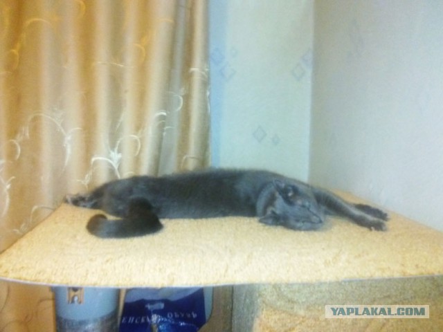 Домик для кота