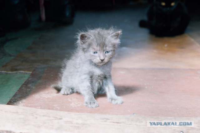 Котовторник 6.05.2014