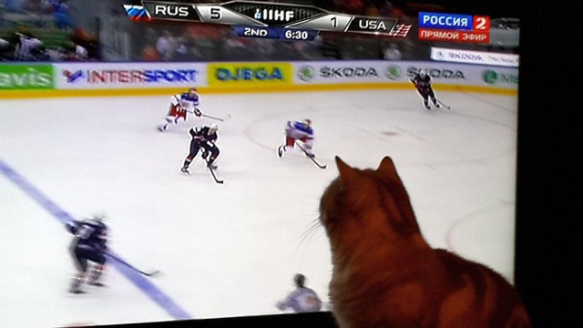 С Котовторником!