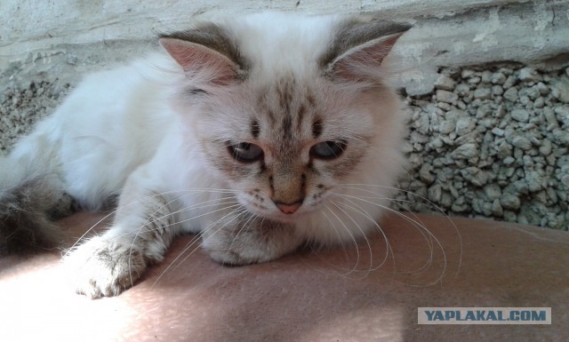 Котовторник 02.09.2014
