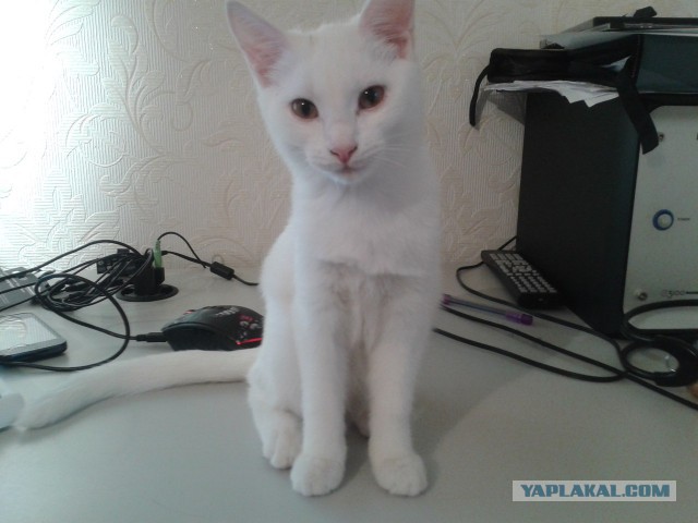 Хочу выкинуть кота