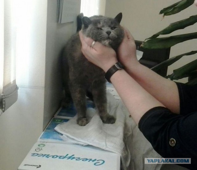 Бездомная кошка Муренка