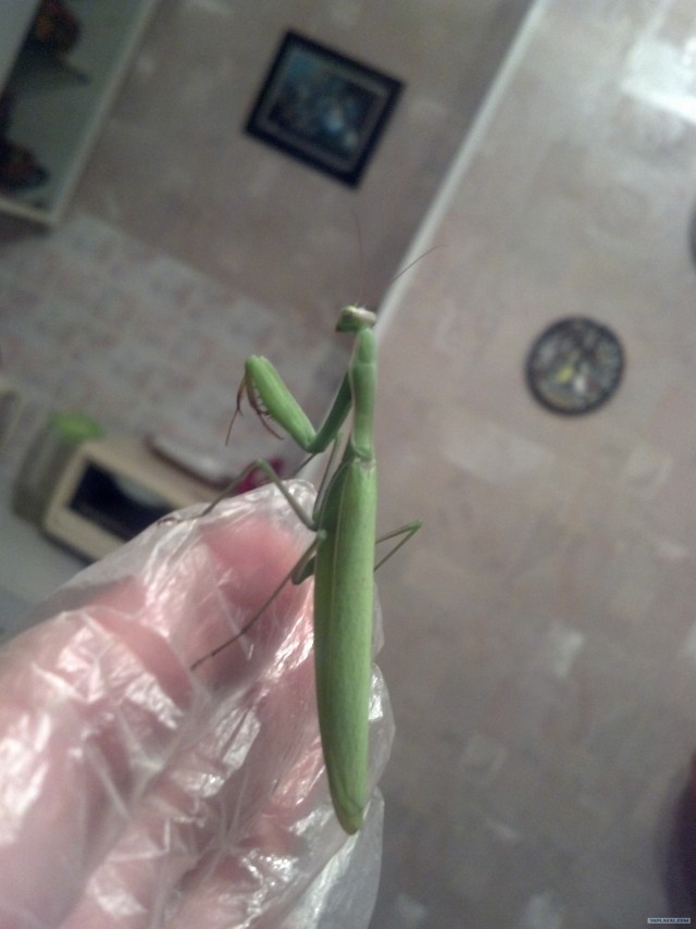 Ночной гость