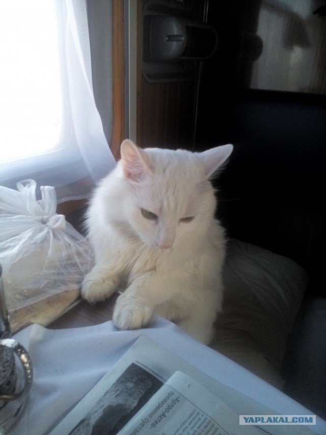 Котовторник 5.05.2015.