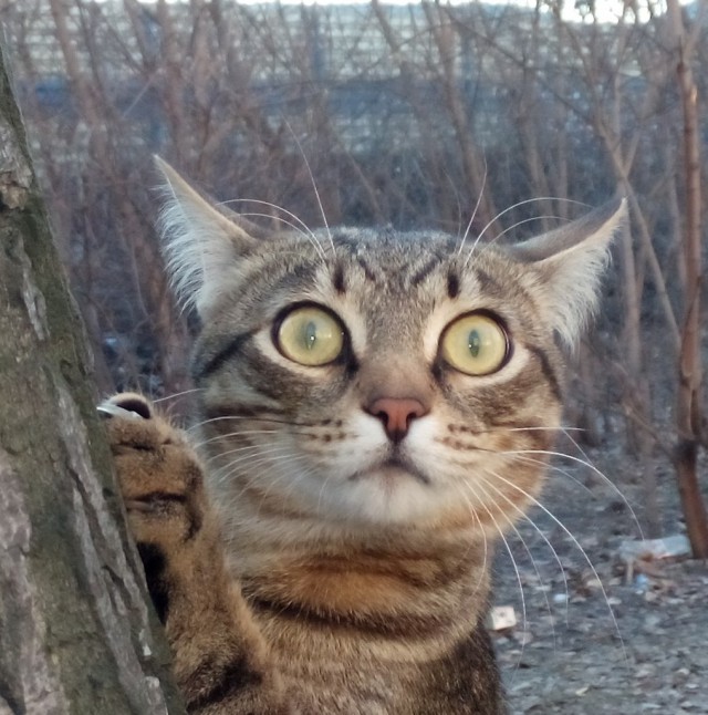 Известные котомемы.