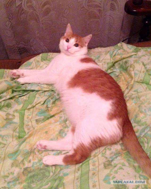 Котовторник 18.08.2015
