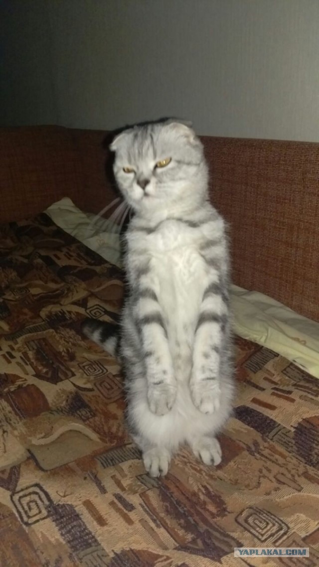 Котовторник 29-09-2015,