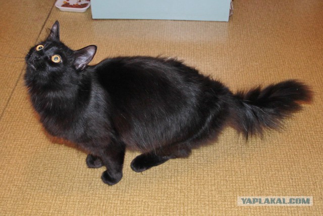 Котовторник 06.10.2015