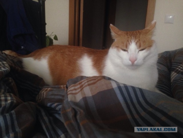 Котовторник 20.10.2015