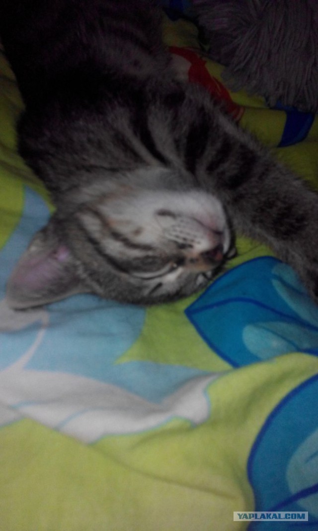 Взяли котейку домой