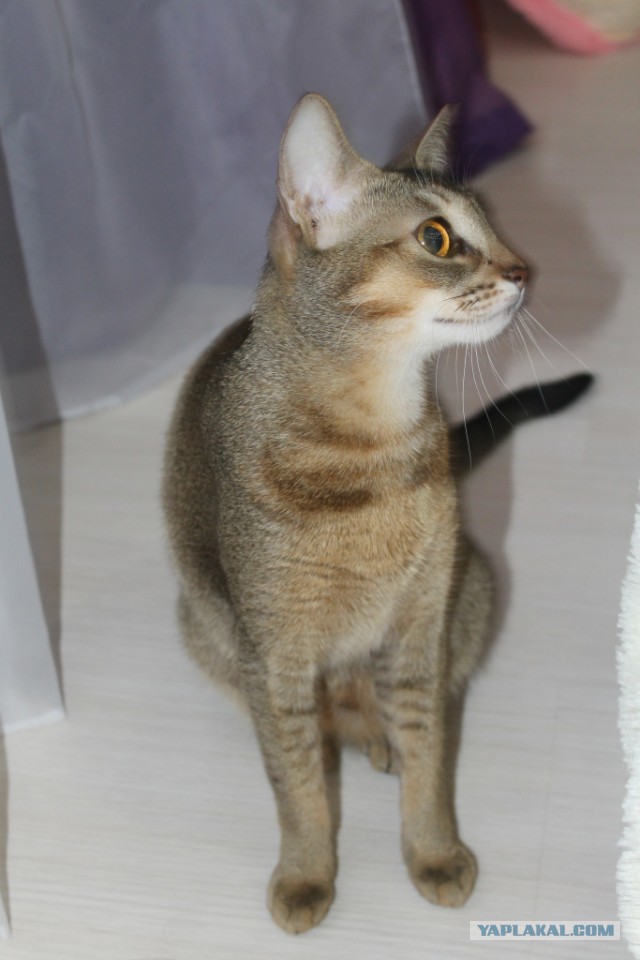 Котовторник 16.02.16