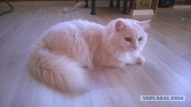 Мужчина приютил брошенного котенка. Через 3 дня кот спас ему жизнь!