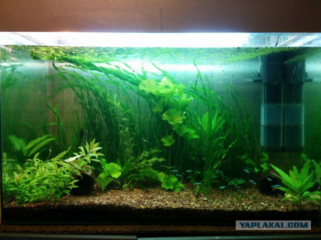 Аквариумные страдания