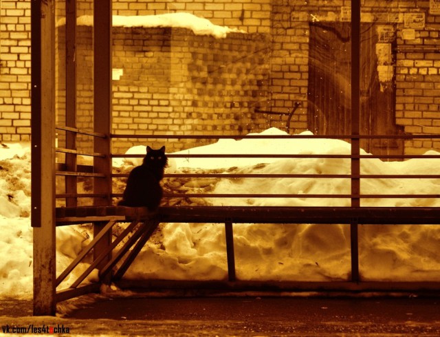 Котовторник 15.03