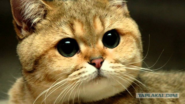 Пивной сомелье