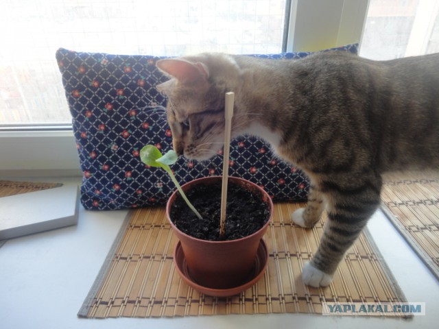 Кот Кузьма