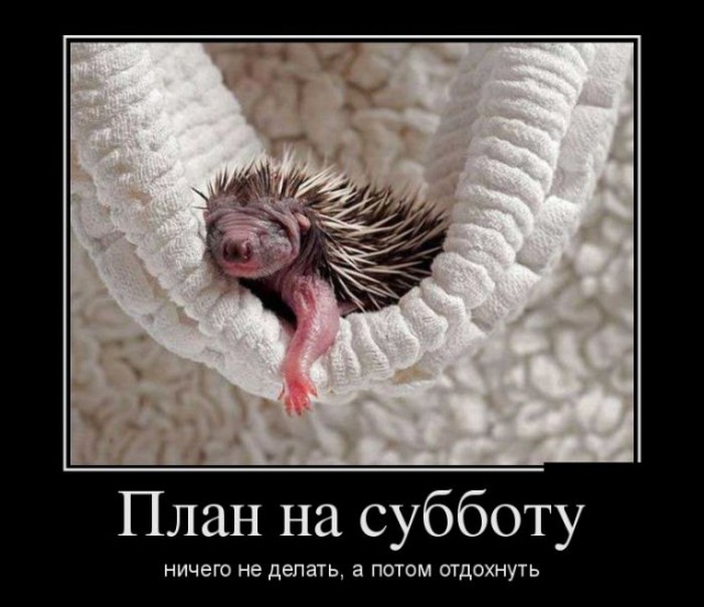 Демы без Темы