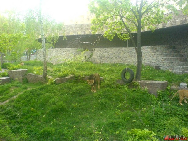 Киевские животные (фото)
