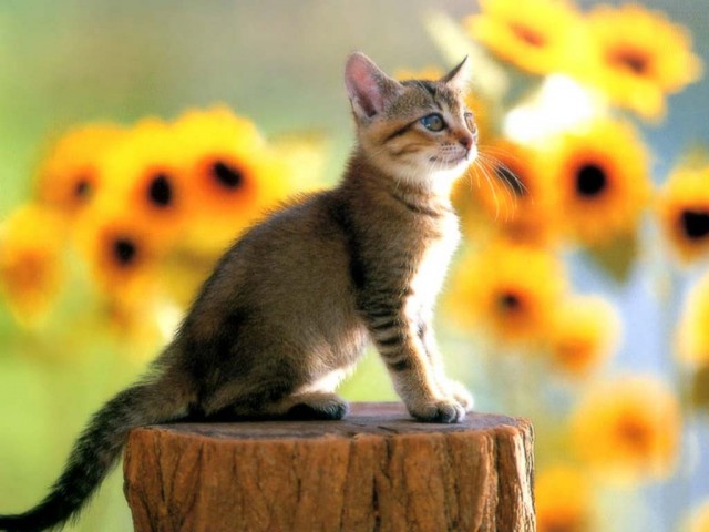 КошкоЛето!