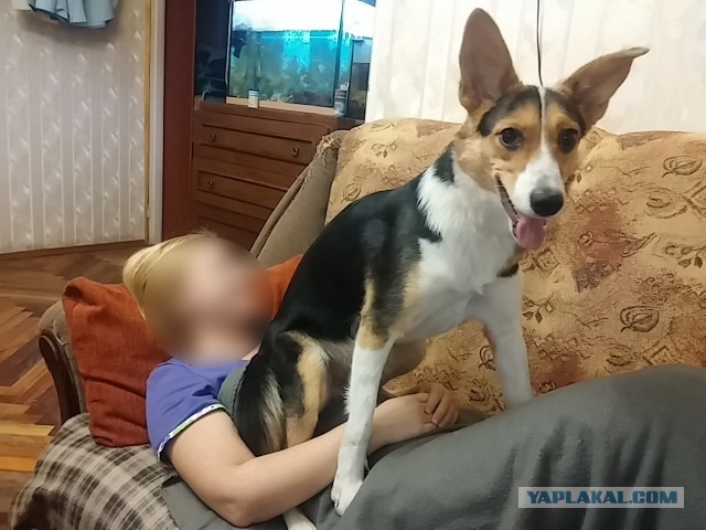 Мохнатые беспредельщики