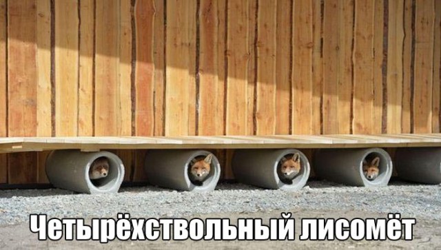Картинки и приколы из сети, для поднятия настроения=)