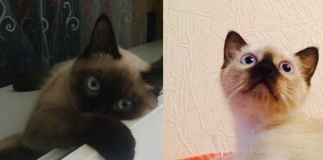Две морды - к котовторнику :)
