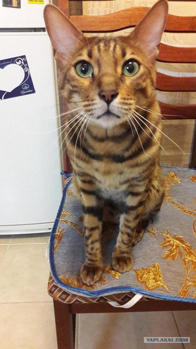 Котовторник 11/04/2017
