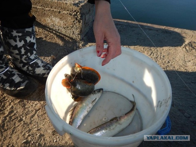 Морское меню Колымского рыбака