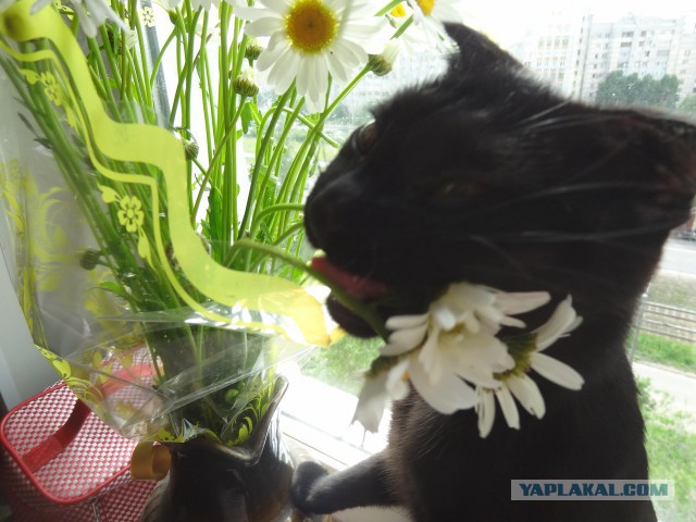 Котовторник 04.07.17