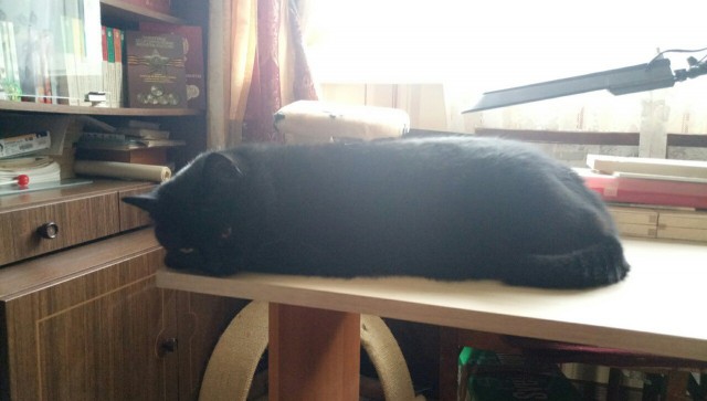 Коты и Кошки
