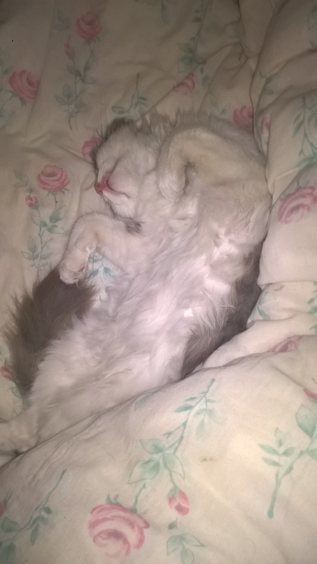Котовторник 16.01.2018