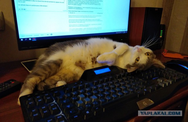 Котовторник 27.03.2018