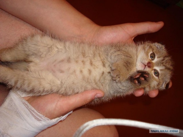 УРРААА ! Котовторник на ЯПлакалъ !