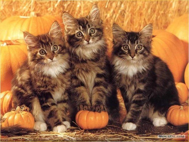 Котовторник (16.09.08)