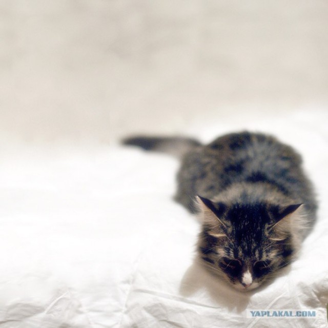 Котовторник: Кошки гаваны и другие!