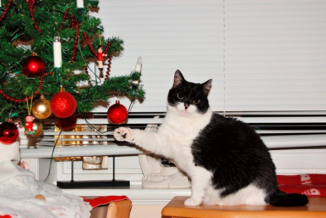 Новогодний КОТОВТОРНИК!